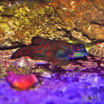 Red Mandarin Dragonet (Synchiropus cf. splendidus)