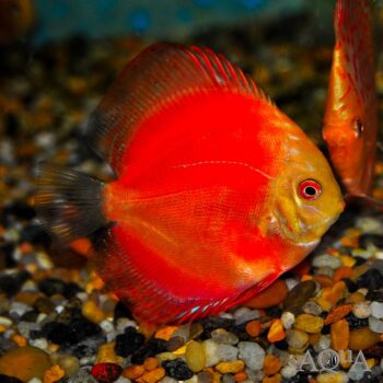 Red Marlboro Discus (Symphysodon discus)