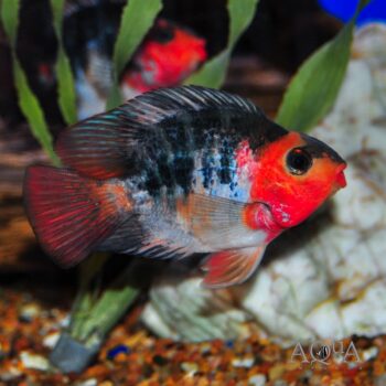 Red Mask Koi Parrot Cichlid (Amphilophus sp. hybrid)