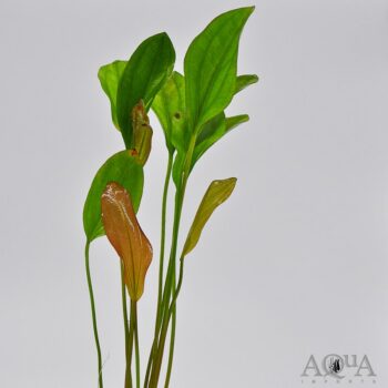 Red Melon Sword Plant (Echinodorus barthii)