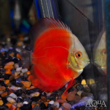 Red Melon Discus (Symphysodon discus)