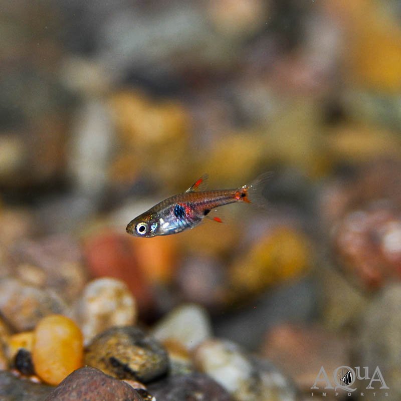 Red Micro Rasbora (Boraras naevus)