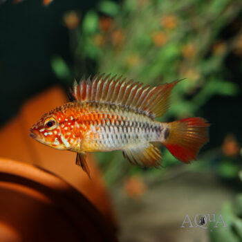 Red Neck Apisto (Apistogramma viejita "Red")