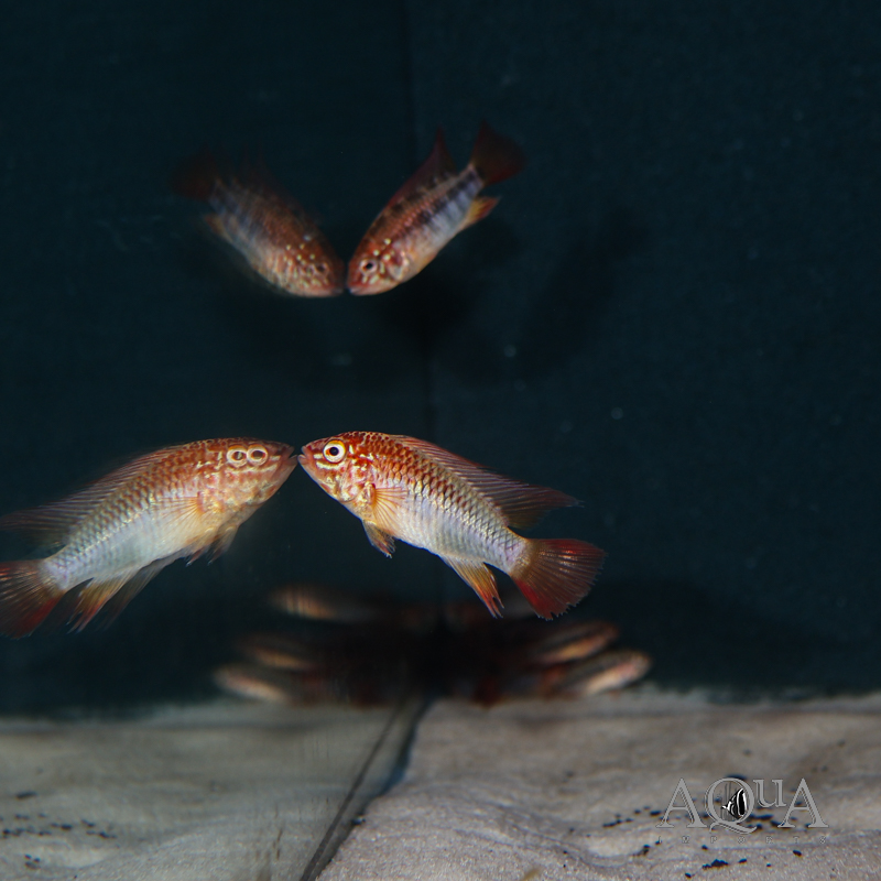 Red Neck Apisto (Apistogramma viejita "Red")