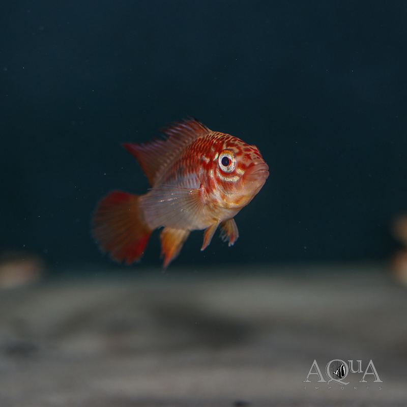 Red Neck Apisto (Apistogramma viejita "Red")