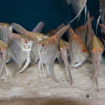Red Neck Tucano Angelfish (Pterophyllum scalare)