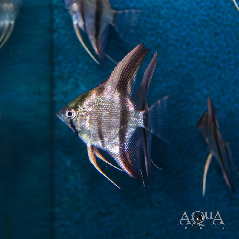 Red Neck Tucano Angelfish (Pterophyllum scalare)