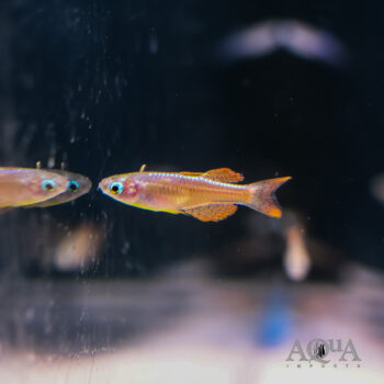 Red Neon Blue Eye Rainbow (Pseudomugil luminatus)