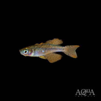Red Neon Rainbow (Pseudomugil cf. paskai)