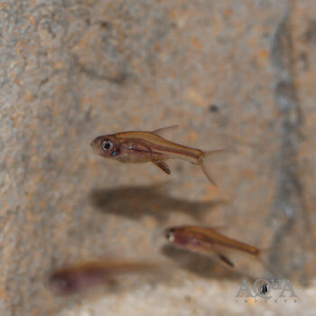 Red Neon Rasbora (Sundadanio rubellus)