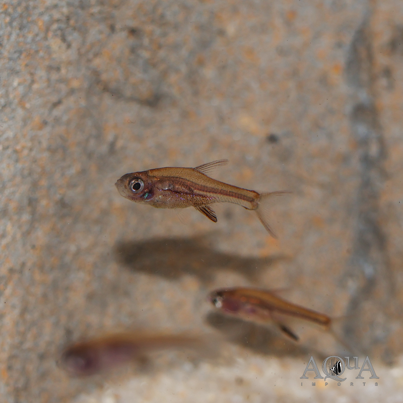 Red Neon Rasbora (Sundadanio rubellus)