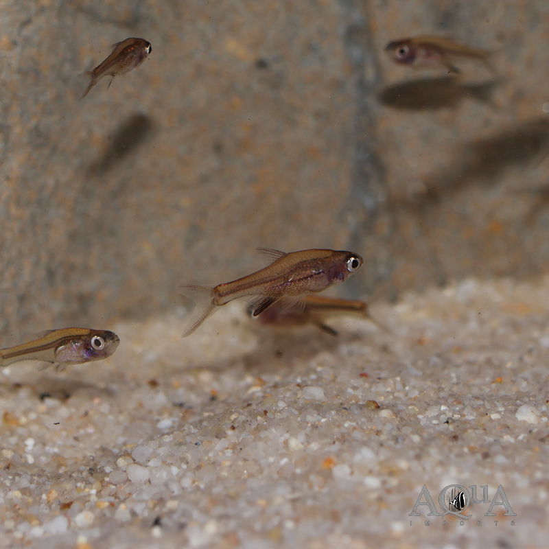 Red Neon Rasbora (Sundadanio rubellus)
