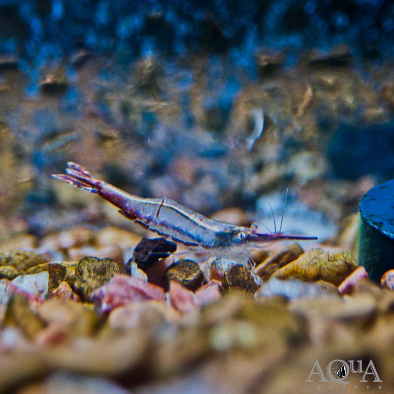 Pinocchio Shrimp (Caridina gracilirostris) - Image 2