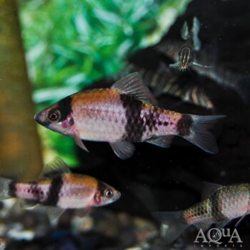 Red Panda / Melon Barb (Haludaria fasciata)