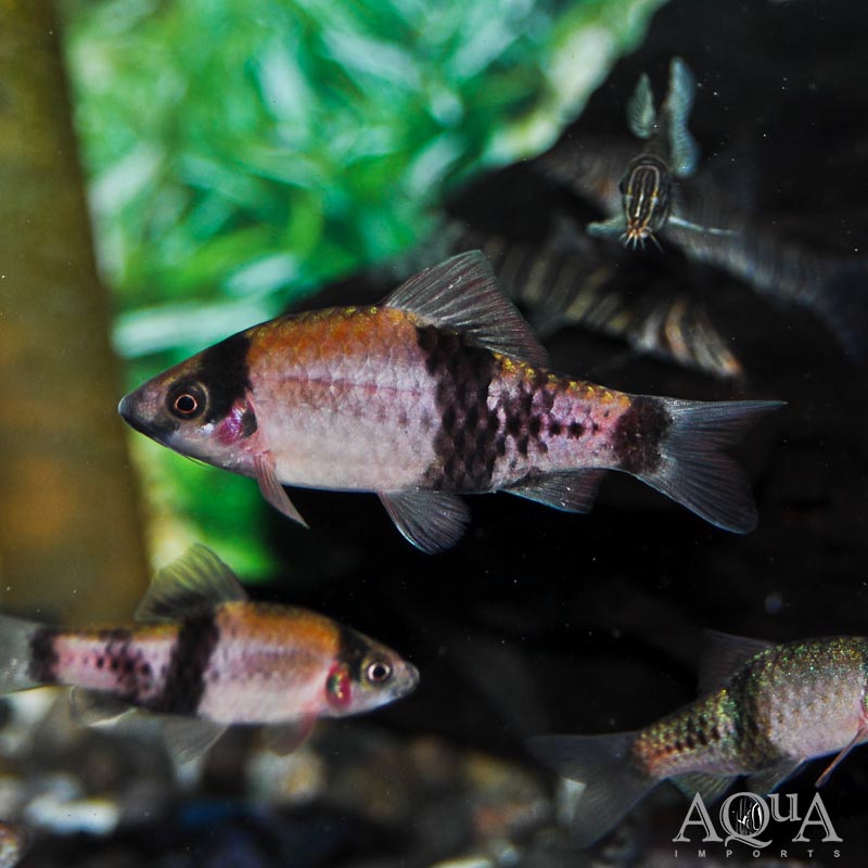 Red Panda / Melon Barb (Haludaria fasciata)