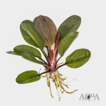 Red Pearl Sword (Echinodorus sp. Red Pearl)