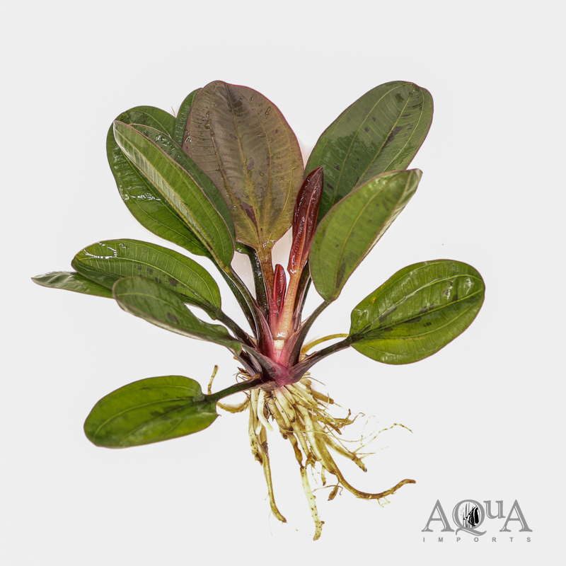 Red Pearl Sword (Echinodorus sp. Red Pearl)