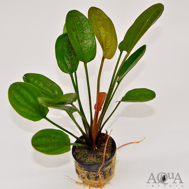 Red Pearl Sword (Echinodorus sp. Red Pearl)