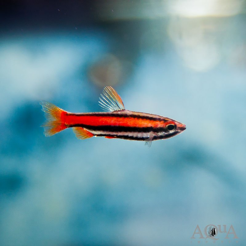Coral Red Pencilfish (Nannostomus mortenthaleri)