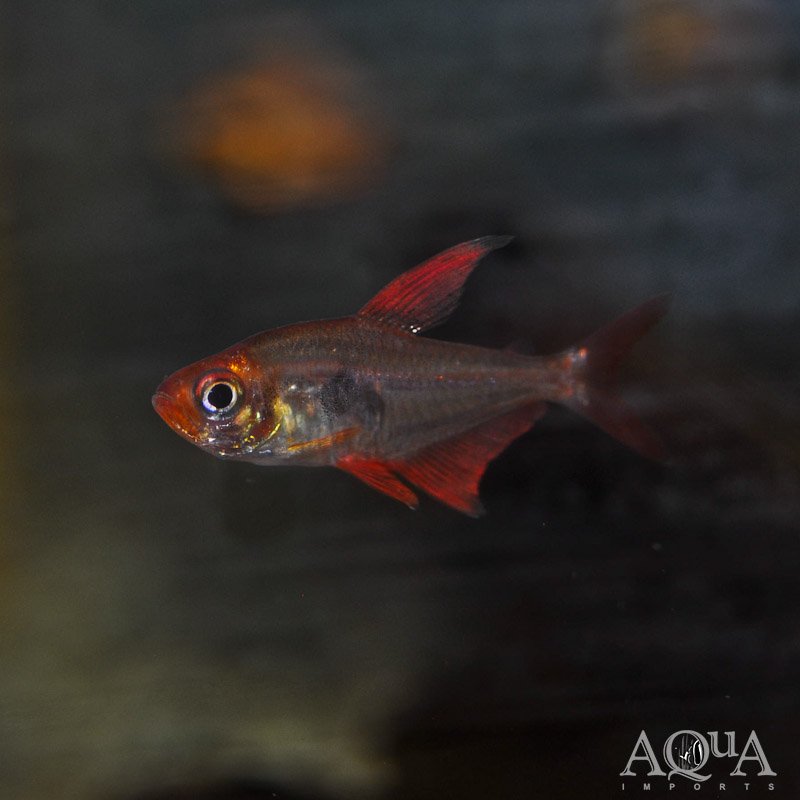 Red Phantom Tetra (Hyphessobrycon sweglesi)