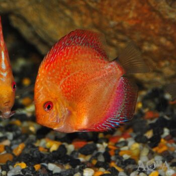 Red Pigeon Snakeskin Discus (Symphysodon discus)