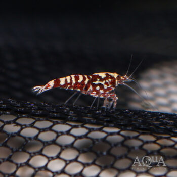 Red Pinto Shrimp (Caridina cantonensis)