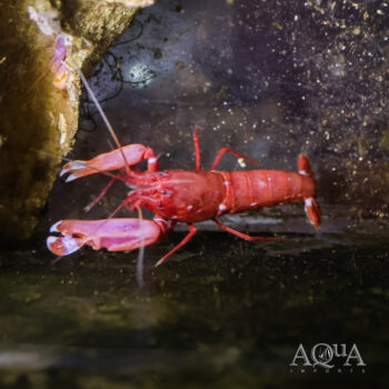 Red Pistol Shrimp (Alpheus bisincisus)
