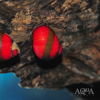 Red Racer Nerite Snail (Vittina waigiensis)