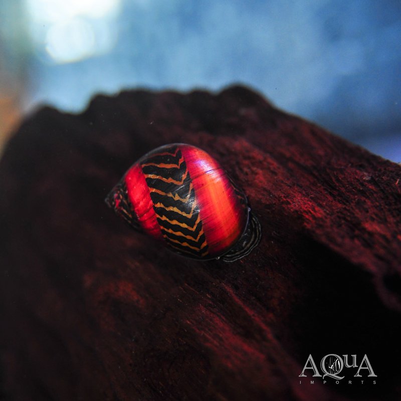 Red Racer Nerite Snail (Vittina waigiensis)