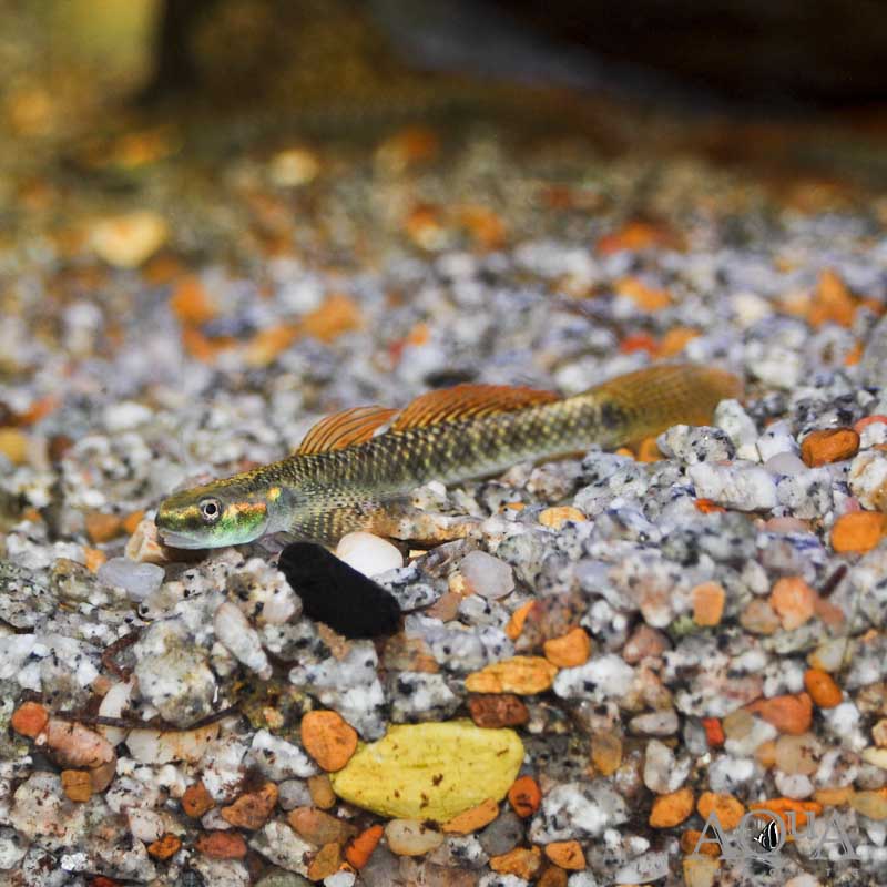 Red Rainbow Sumatran Goby (Stiphodon cf. ornatus)