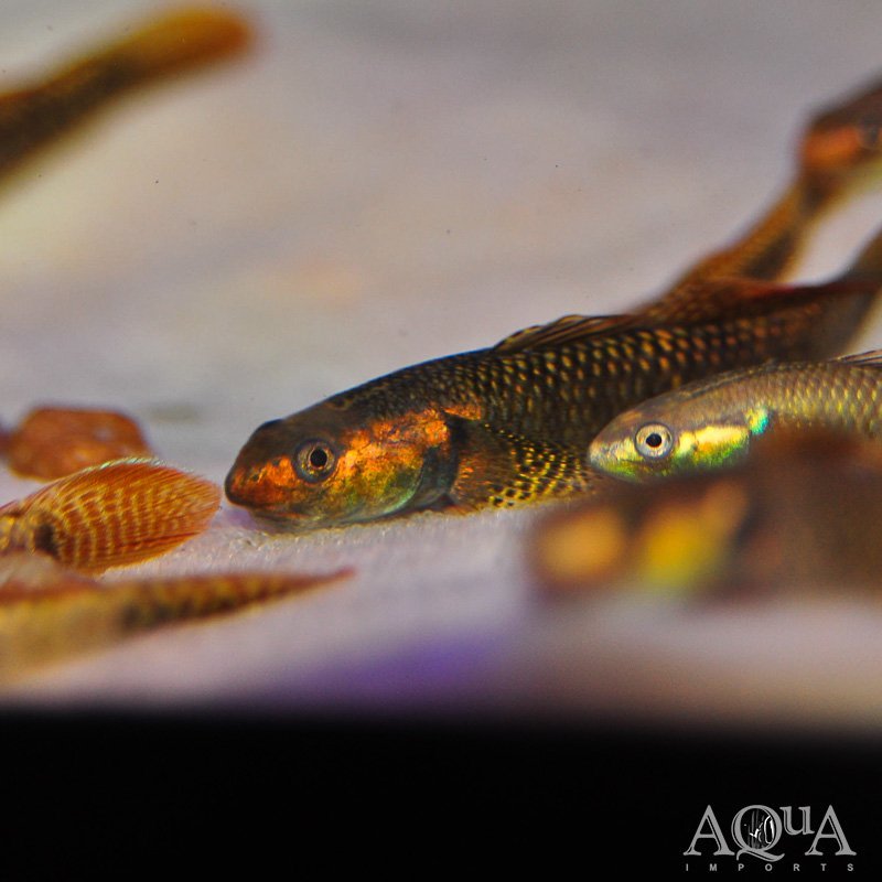 Red Rainbow Sumatran Goby (Stiphodon cf. ornatus)