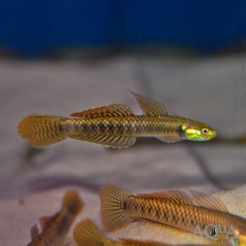 Red Rainbow Sumatran Goby (Stiphodon cf. ornatus)