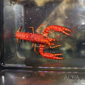 Red Reef Lobster (Enoplometopus occidentalis)