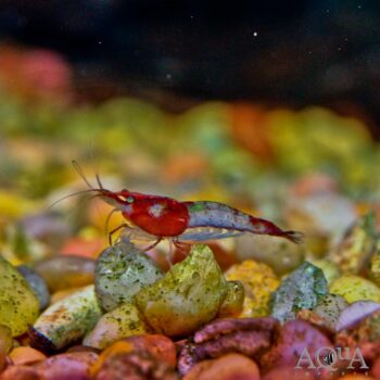 Red Rili Shrimp (Neocaridina davidi)