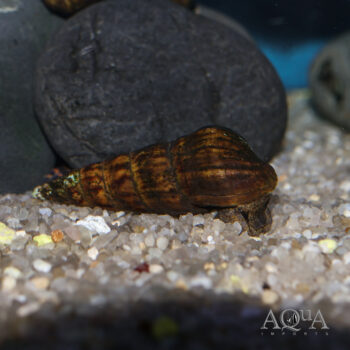 Red Rimmed Trumpet Snail (Melanoides tuberculata)
