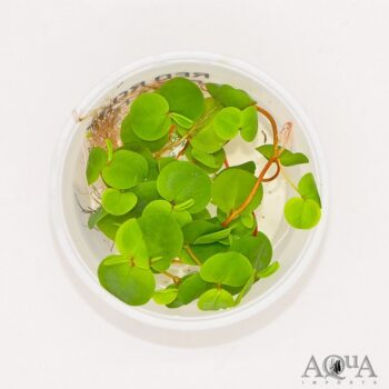 Red Root Floater (Phyllanthis fluitans)