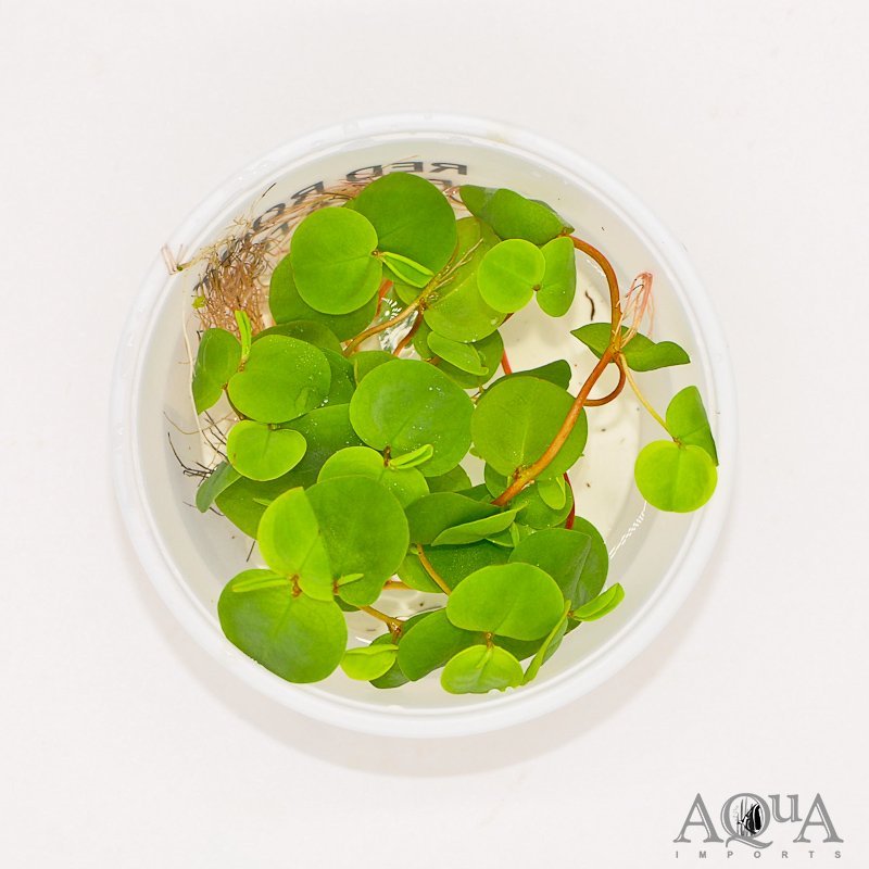 Red Root Floater (Phyllanthis fluitans)
