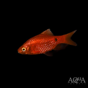 Red Rosy Barb (Puntius conchonius)
