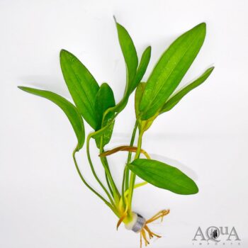 Red Rubin Sword (Echinodorus sp. Red Rubin)