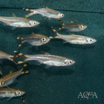 Red Scissortail Rasbora (Rasbora caudimaculata)