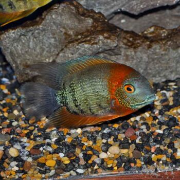 Red Shoulder / Rotkeil Severum (Heros cf. efasciatus)