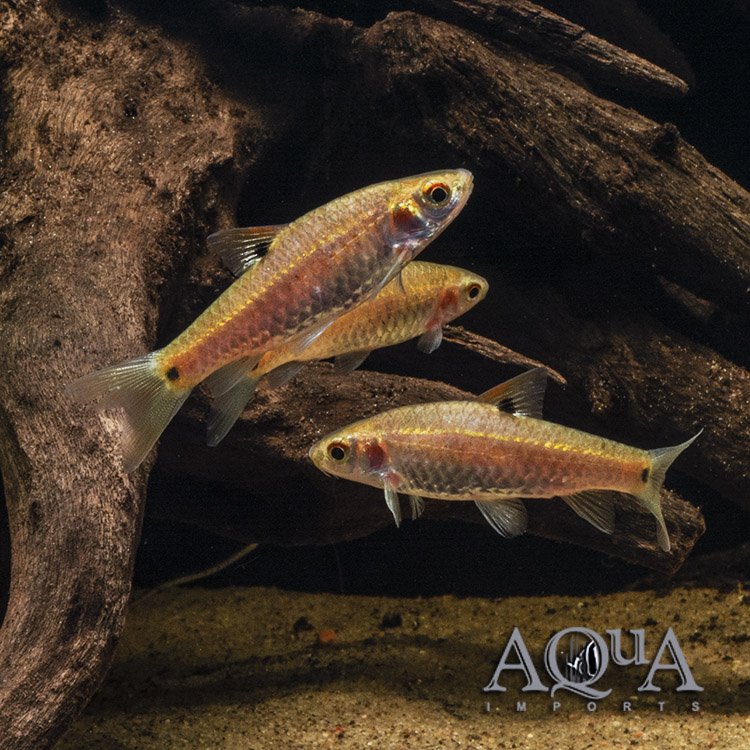 Red Sided Barb