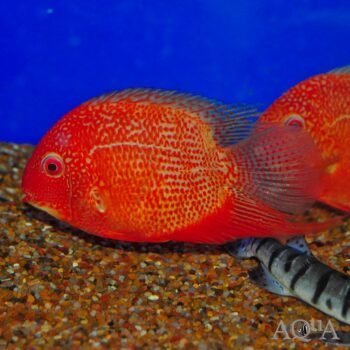 Red Spot Gold Severum (Heros cf. efasciatus)