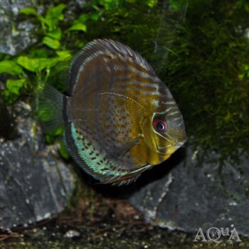 Red Spot Green Discus - Wild Rio Nanay (Symphysodon aequifasciatus)