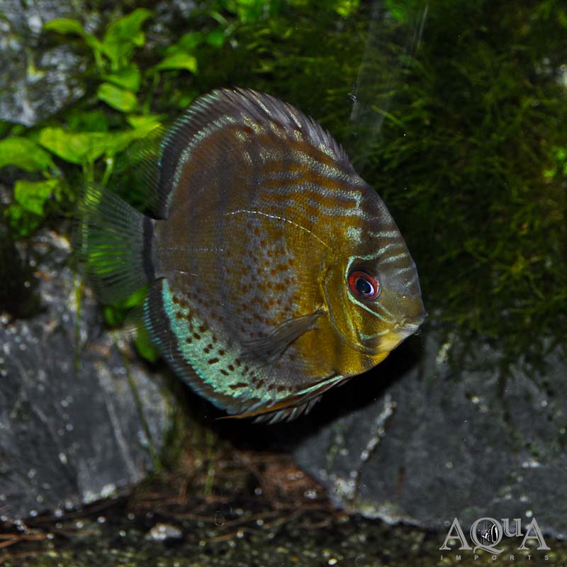 Red Spot Green Discus - Wild Rio Nanay (Symphysodon aequifasciatus)