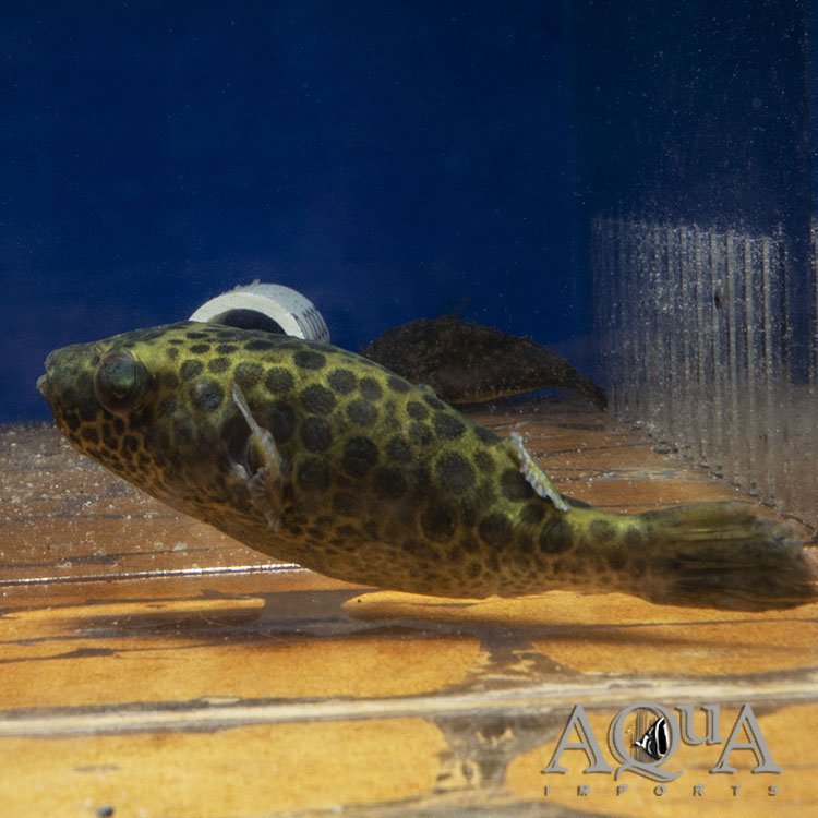 F1 Mekong River Puffer (Pao palustris) - Tank Raised