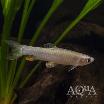 Red Spotted Copeina (Copeina guttata)