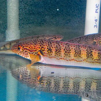 Red Spotted Lenticulata Pike Cichlid (Lugubria lenticulata 'red spot')