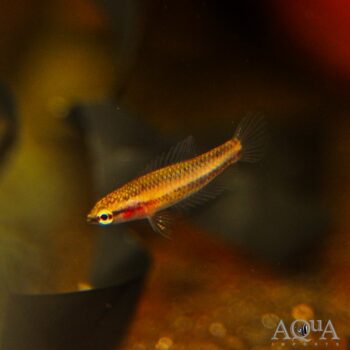Cherry Spotted Pygmy Licorice Gourami (Parosphromenus parvulus)