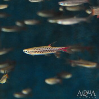 Red Spotted Splashing Tetra (Copella cf. callolepis)